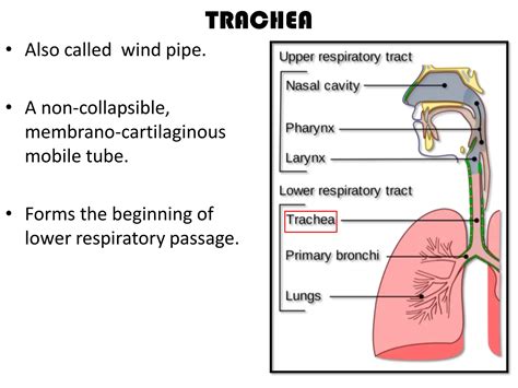 TRACHEA-OESOPHAGUS.pdf