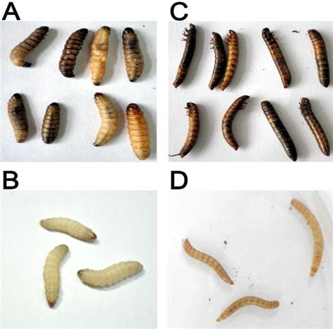 Larvae Identification 的图像结果