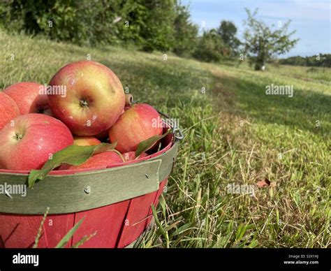 A bushel of apples in an apple orchard Stock Photo - Alamy