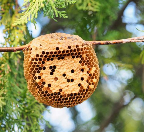 Honeybees have surprising abilities to maintain their nest structure - Earth.com