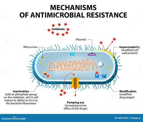 Antibiotics Mechanisms Of Action. Antibacterial Drugs Cartoon Vector | CartoonDealer.com #217530265