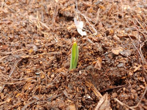 Image result for Sprouting Garlic