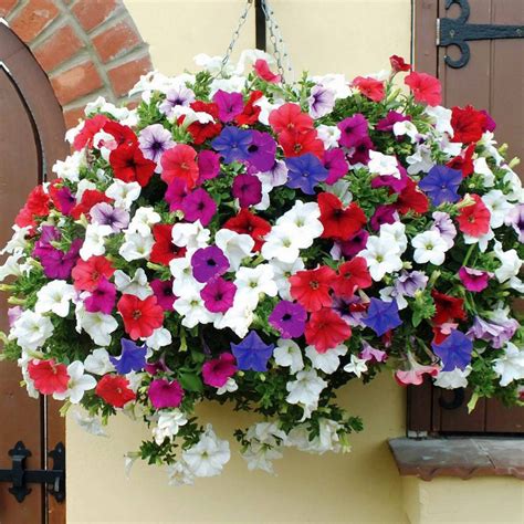 50 Trailing Petunia Seed Mix - Welldales