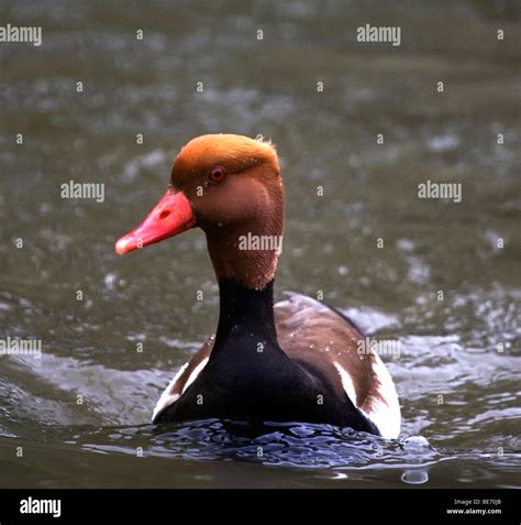 Red Beak Duck High Resolution Stock Photography and Images - Alamy