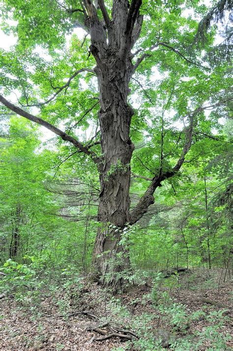 Image result for Tree Ent