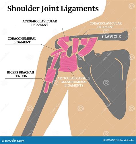 Shoulder Joint Ligaments Joints And Ligaments Of The Shoulder
