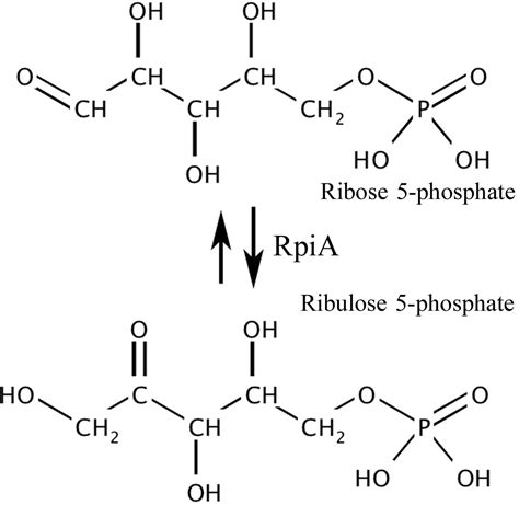 (IUCr) The structure of an archaeal ribose-5-phosphate isomerase from ...