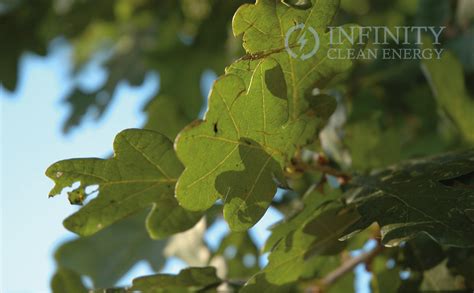 Image result for Infinity Clean