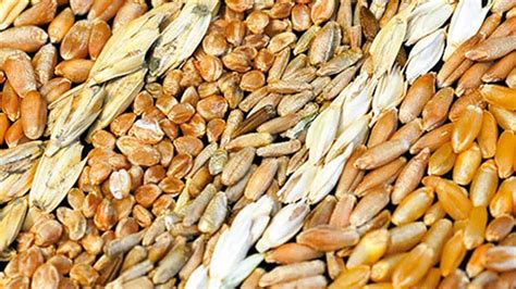 National Gluten-Free Day 2024: Activities and Dates