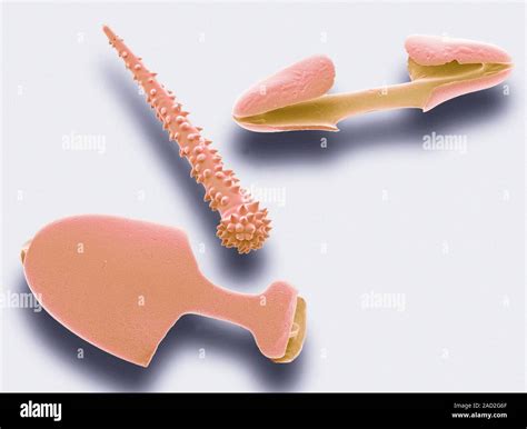 Sponge spicules. Coloured scanning electron micrograph (SEM) of ...