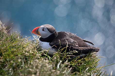When and Where to See Puffins in Iceland