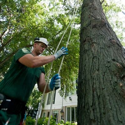 Davey Tree Service 的图像结果