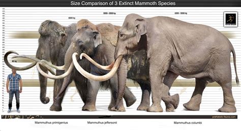 Size Comparison of Three Extinct Mammoths to Human
