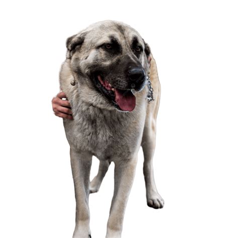 Kurdish Kangal Puppies For Sale | Buy Kurdish Kangal in India | Asia Pets