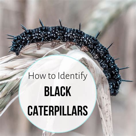 Are Black Caterpillar Poisonous at Lise Parker blog