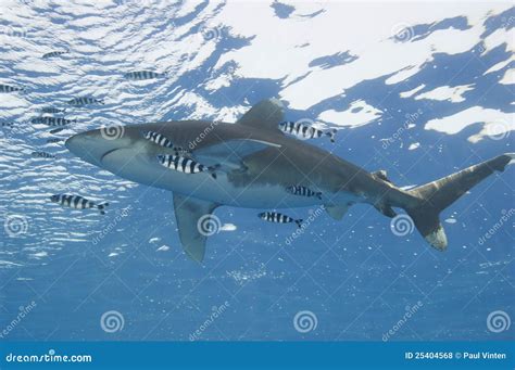 Oceanic White-tip Shark in the Sea Stock Photo - Image of fish ...