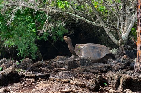 The Galapagos Tortoise - GreenGo Travel