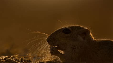 Indian Desert Jird: Tiny Musketeer of Rajasthan’s Thar Desert ...