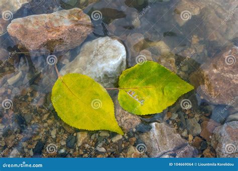 Autumn Leaves in a Stream. Bright Autumn Leaves Lie in Water Stock ...