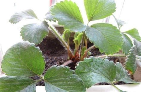 草莓苗怎么种植和浇水 —【发财农业网】