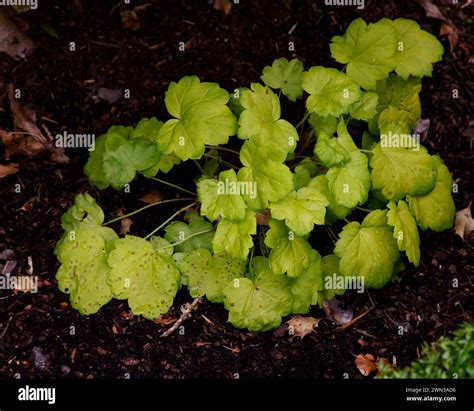 Closeup of the lime green leaves of the low growing garden plant ...