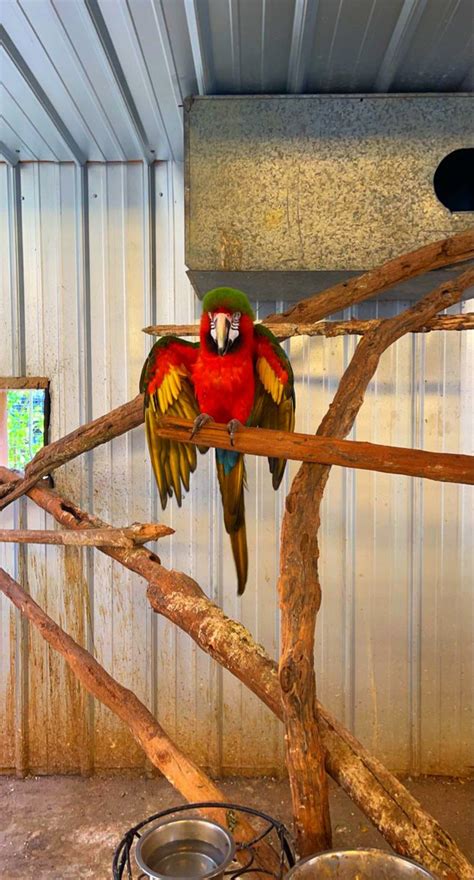 Image result for Simple Parrot Treets