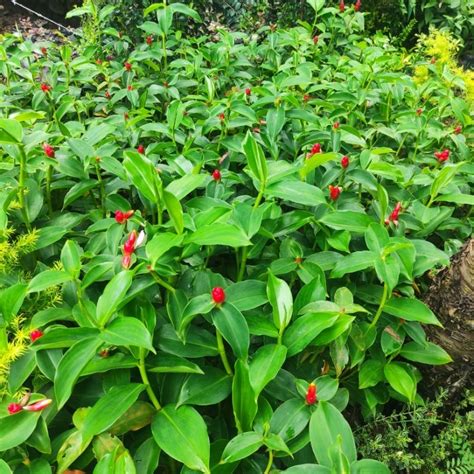 Oxygen Forest | Gift Plants