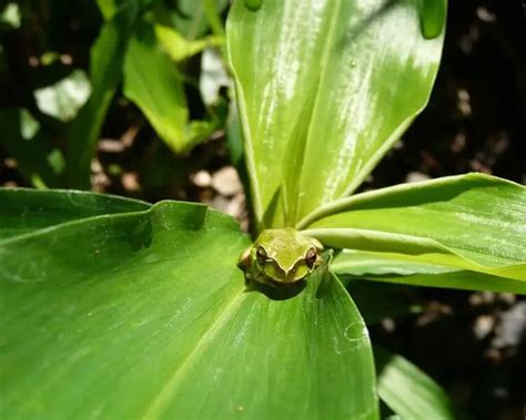 Eastern Tree Frog 的图像结果