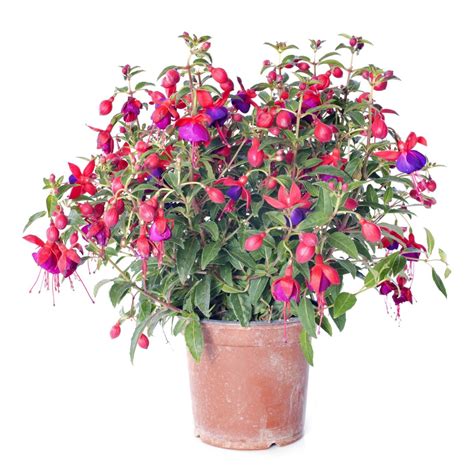 How To Grow Fuchsias Indoors - Learn About Fuchsia Plant Care Indoors ...