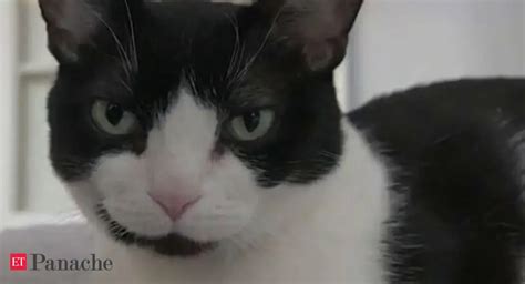 2 New York cats are first in US with Covid-19 diagnosis - The Economic ...