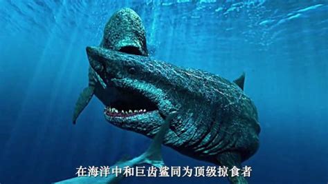 巨齿鲨的一生之敌！史前巨兽梅氏利维坦鲸。_腾讯视频