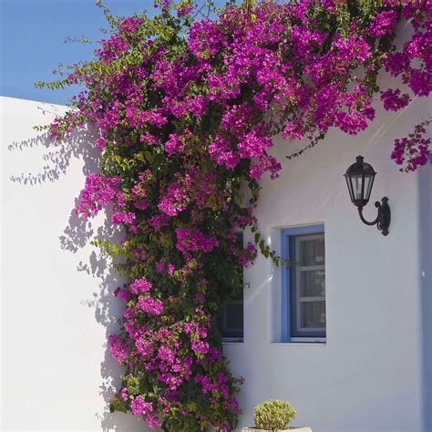 Purple Queen Bougainvillea – Plants Express
