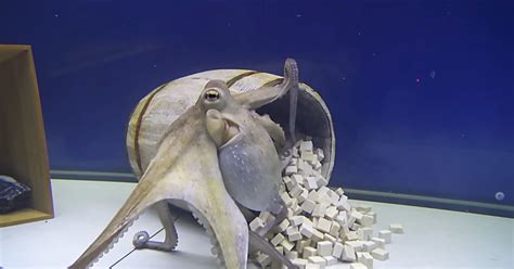Image result for Octopus Solves Problem