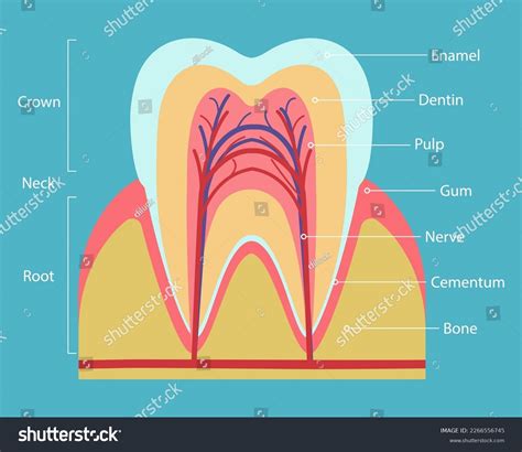 Image result for Tooth Structures