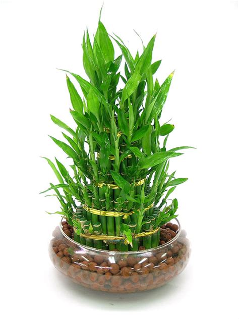 富贵竹的养殖方法,富贵竹的注意事项,富贵竹的作用与功效,富贵竹的风水应用_齐家网