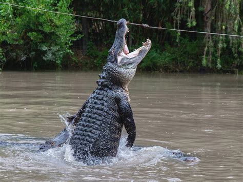 WILD FLORIDA AIRBOATS & GATOR PARK (2026) All You Need to Know BEFORE ...