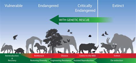 Revive & Restore | Genetic Rescue to Enhance Biodiversity