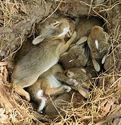 Image result for Rabbit in a Nest with Baby's