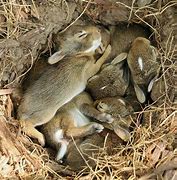 Image result for baby rabbit sleeping with mom
