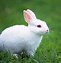 Image result for Cute Bunny Drawing
