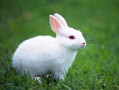 Image result for Cute Rabbit Wallpapers for Phones