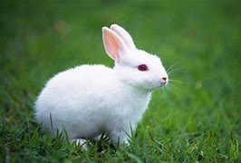 Image result for Free Black and White Rabbit