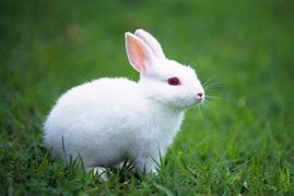 Image result for Grampy Rabbit White Background