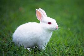 Image result for Cute White Talking Bunny