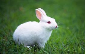 Image result for Bunny White Background