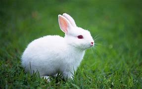 Image result for White Rabbit Pink Eyes