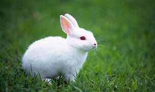 Image result for Black and White Bunny Rabbit