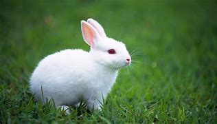 Image result for Rabbit Baby White Background