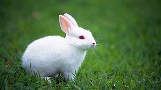 Image result for Beautiful White Rabbit