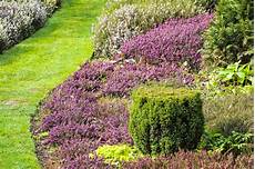 plantes vivaces pour talus les meilleures plantes pour des bordures sans entretien plantes vivaces pour talus les meilleures plantes pour des bordures sans entretien